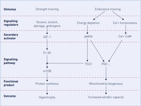 Does 'concurrent' training limit our adaptations?